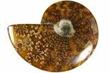 Polished Ammonite (Cleoniceras) Fossil - Madagascar #185294-1